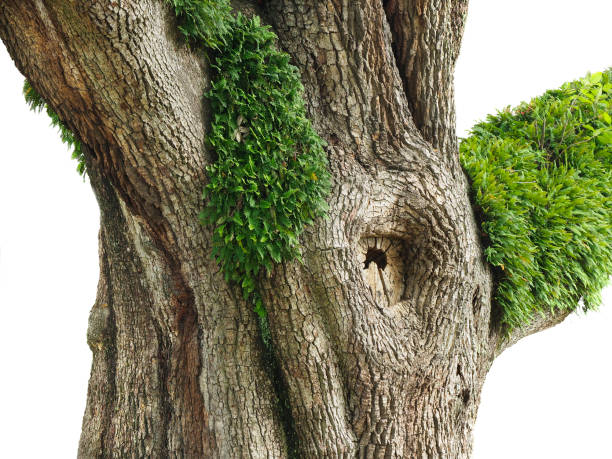 Closeup of the Trunk of a Huge Live Oak with Resurrection Ferns Growing on it The Trunk of a Huge Live Oak Tree with Resurrection Fern Growing on It Isolated on White branch plant part stock pictures, royalty-free photos & images