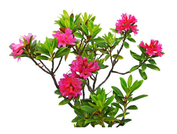 Rhododendron flowering plant isolated on white background.