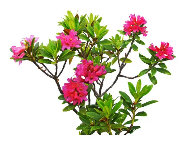 Photo of Rhododendron flowering plant isolated on white background.