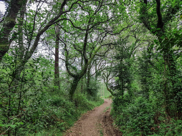 istock Forest with ivy covered trees in the sunshine 1082419688