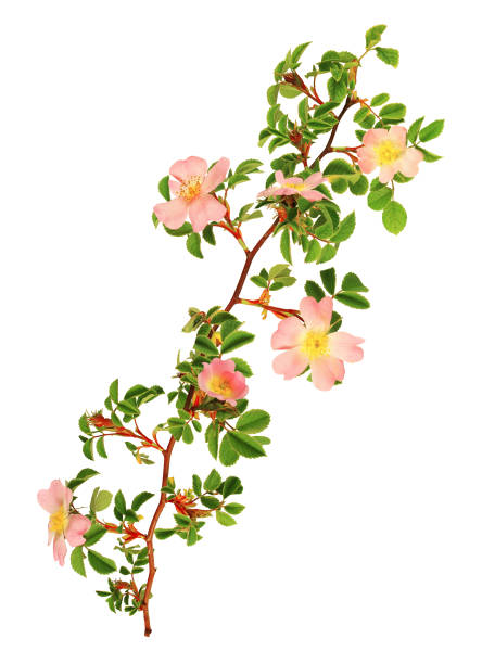 ветвь розового шиповника цветок изолированы на белом фоне. - венчик лепесток фотографии стоковые фото и изображения