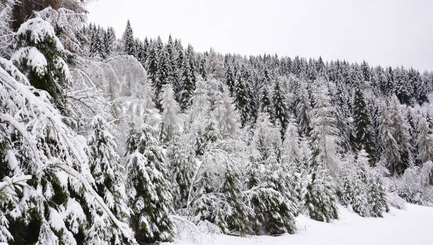 istock a big snowstorm with icy northern wind 1082421574