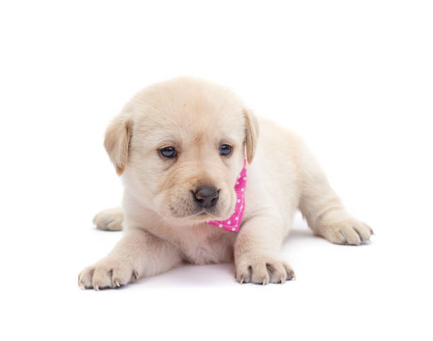 istock Adorable labrador puppy dog looking alert on white surface 1082421576