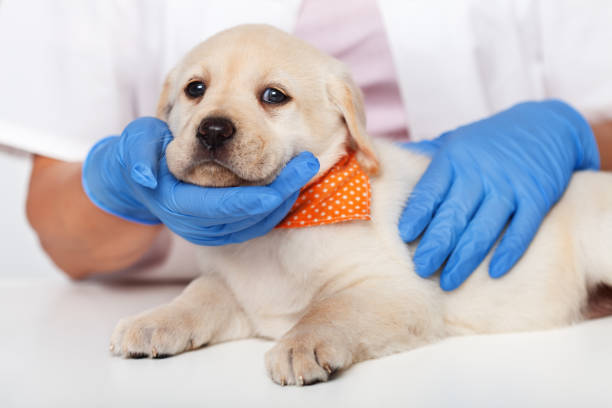istock Young labrador retriever puppy at the veterinary 1082421590
