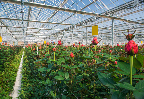 large industrial greenhouse with Dutch roses, the overall plan