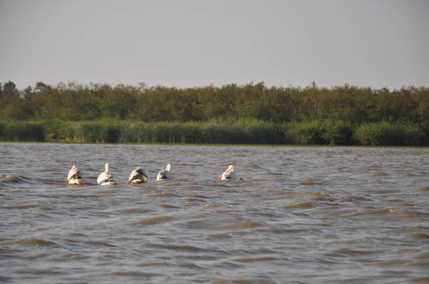 istock Nature at Ziway lake 1082422378