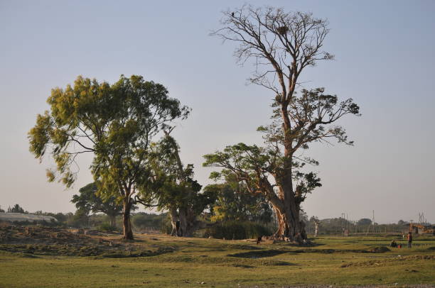 istock Island at Lake Ziway 1082422486