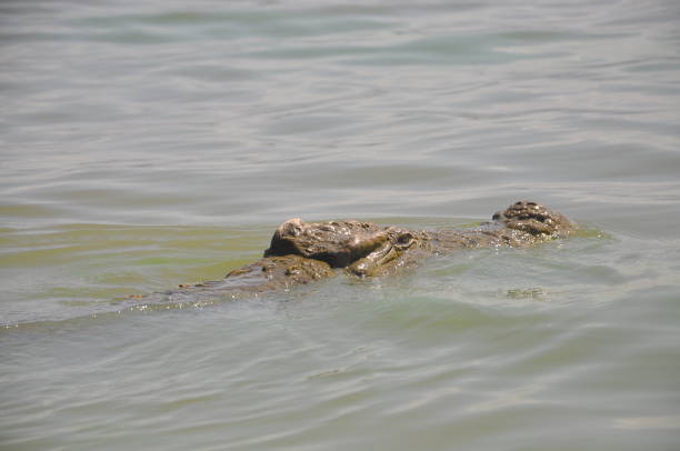 istock The Nile crocodile in Chamo lake 1082423650
