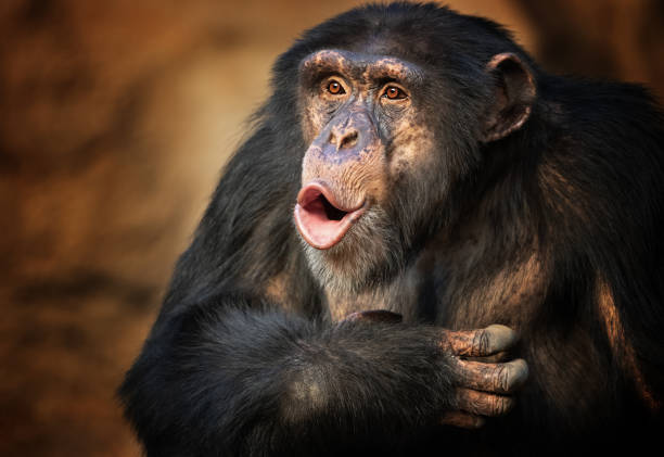 singende gemeinsame schimpanse - schimpansen stock-fotos und bilder