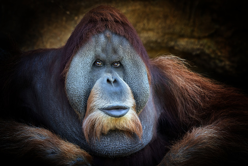 Portrait of a male sumatran orangutan (Pongo abelii).