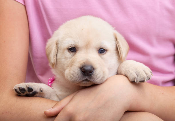 istock Labrador puppy in child arms - closeup 1082424200