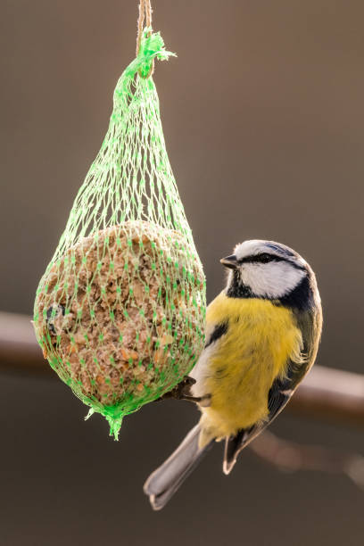 istock Blue tit at the birdhaus in winter 1082426088