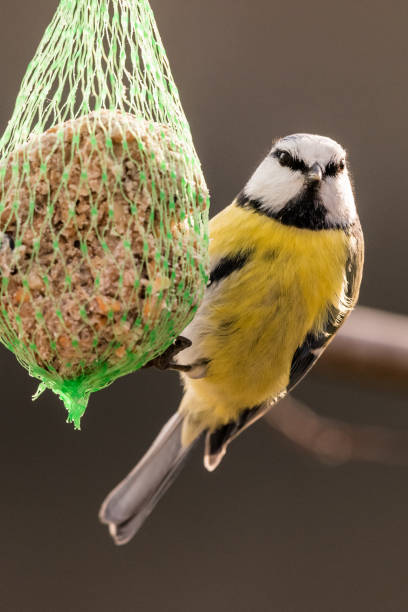 istock Blue tit at the birdhaus in winter 1082426140
