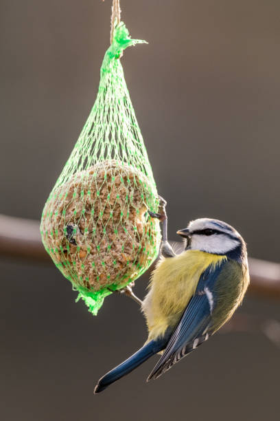 istock Blue tit at the birdhaus in winter 1082426190
