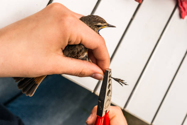 istock Songbird is ringed by an ornithologist,  Germany 1082426356