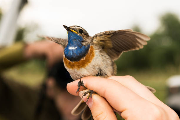 istock Bluethroat is ringed by an ornithologist, , Germany 1082426368