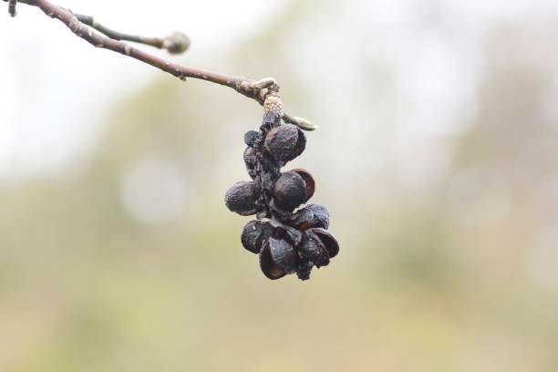 istock Magnolia kobus / Flowers Fruit Seeds 1082427206