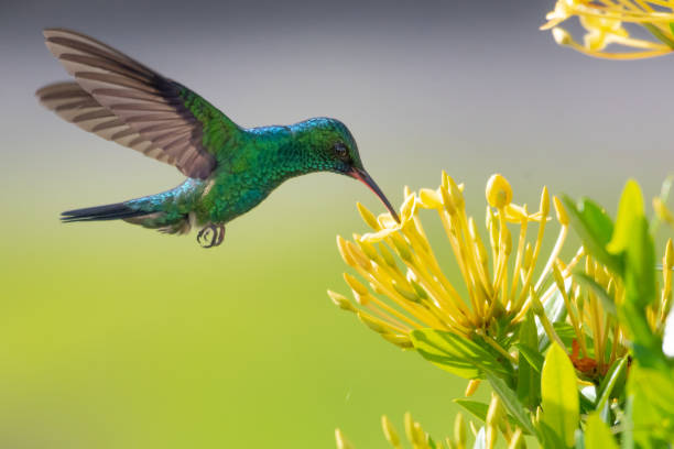 zaffiro dal mento blu - colibrì foto e immagini stock