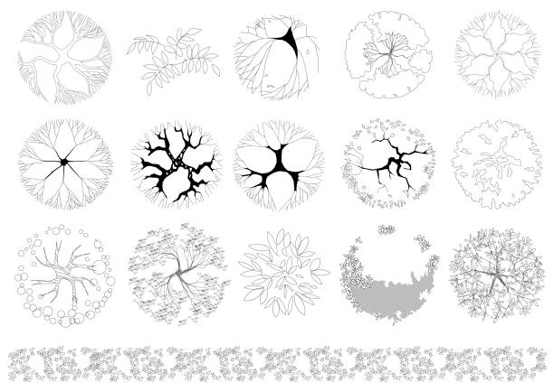 ilustrações, clipart, desenhos animados e ícones de conjunto de árvores e arbustos, isolados no fundo branco. vista superior. - treetop