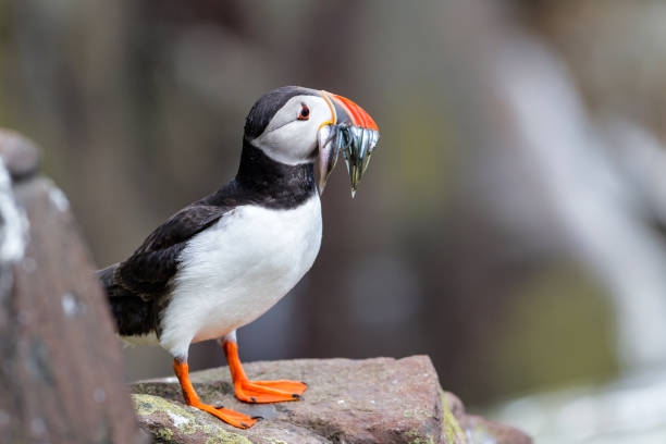 istock Puffin on the Farne Islands in England - UK 1082434374