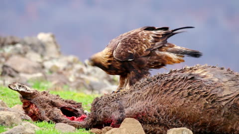 Golden Eagle Eating Carcass Bird Of Prey Feed With Dead Animal In The Wild Nature In The Mountain Stock Video - Download Video Clip Now - iStock Golden Eagle Eating Carcass Bird Of Prey Feed With Dead Animal In The Wild Nature In The Mountain Stock Video - Download Video Clip Now - iStock