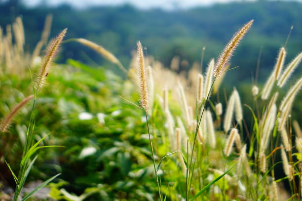 istock Tall grass flower in meadow and bright light, soft blur background 1082438694