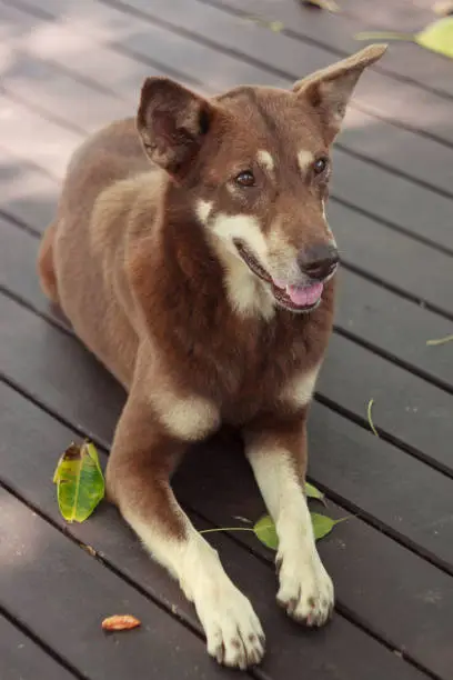 Beautiful brown dog stuck out his tongue and sits on nature