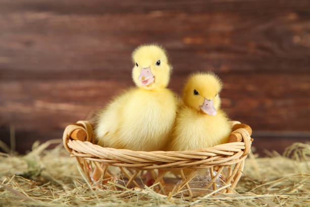 istock Little yellow ducklings in basket on hay 1082444374
