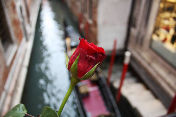Red rose in Venice Italy