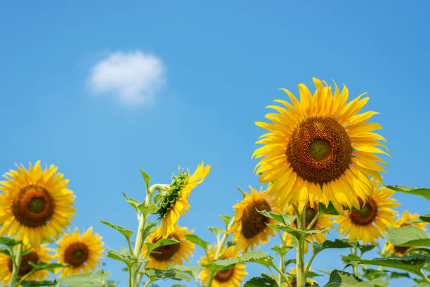 istock Giant yellow sunflower in full bloom and blue sky 1082446462