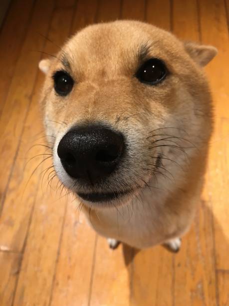 istock Shiba inu 1082446986