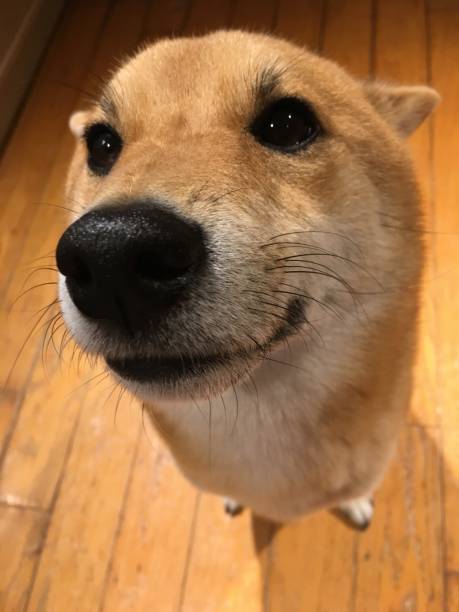 istock Shiba inu sits 1082446996