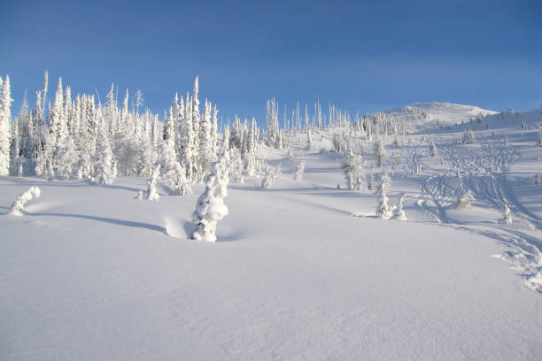 Snowcovered trees in The Bugaboos, a mountain range in the Purcell Mountains, Bugaboo Provincial Park, Britisch Columbia, Canada