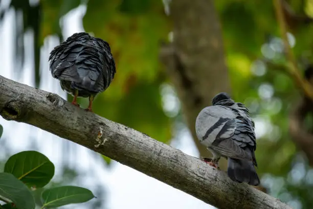 Photo of Two roosting pigeons on thick branch