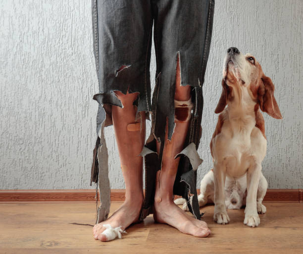 Beagle and his owner in torn pants and bitten feet. Beagle and his owner in torn pants and bitten feet. Conceptual image on the theme of animal education. dog aggression education friendship stock pictures, royalty-free photos & images