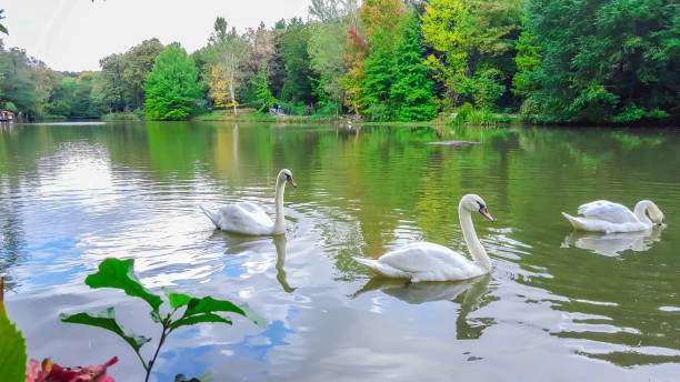 istock White swans on the pond. 1082451584