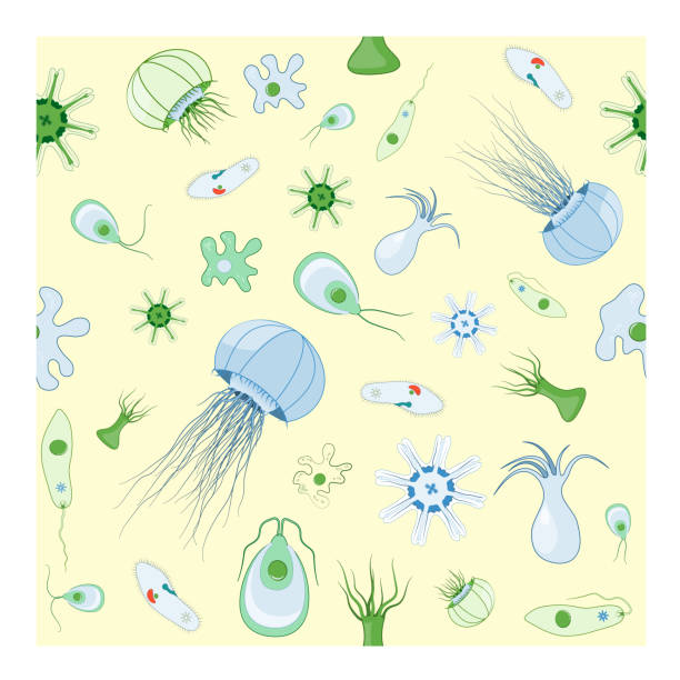 Seamless patterns with jellyfish, amoeba, Paramecium and other animals that live in reservoirs Seamless patterns with jellyfish, amoeba, Paramecium and other animals that live in reservoirs. fresh-water organisms. Vector background for your design, biological, science, and educational use chlamydomonas stock illustrations