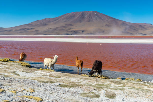 istock Laguna Colorada and Alpaca, Bolivia 1082454042