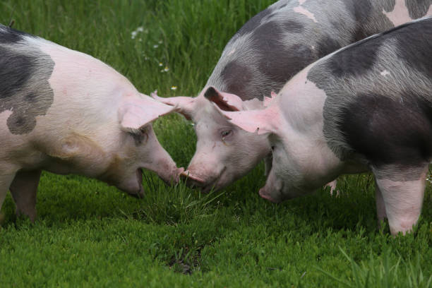 istock Pietrain pigs enjoyed sunshine on summer pasture 1082455846