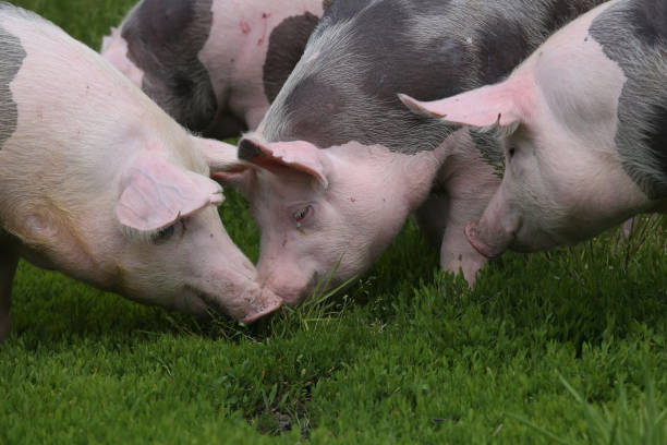 istock Pietrain breed pigs graze on fresh green grass on meadow 1082456342