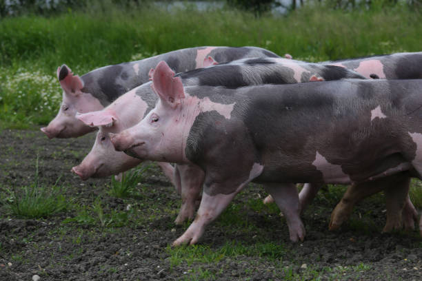 istock Young pietrian breed pigs on natural environment 1082456396