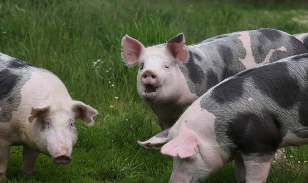 istock Cute young pigs graze together on meadow 1082456412