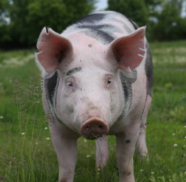 istock Head of a domestic pig on pasture 1082456442