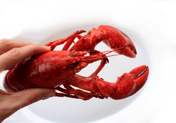 istock Lobster cooked on in the hand 1082460952
