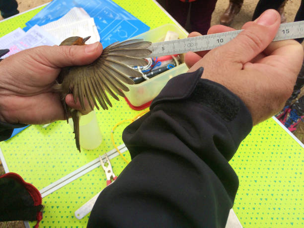 istock Unfolding a wing of european robin 1082463768