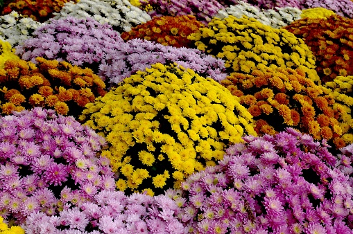 Chrysanthemum pots on sale for All Saints' Day at a flower market in Brittany