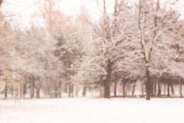 Snowfall in the public park blurry background. Snowfall in the forest