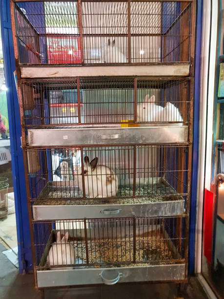 istock coney rabbit in a cage of pet shop front 1082477434