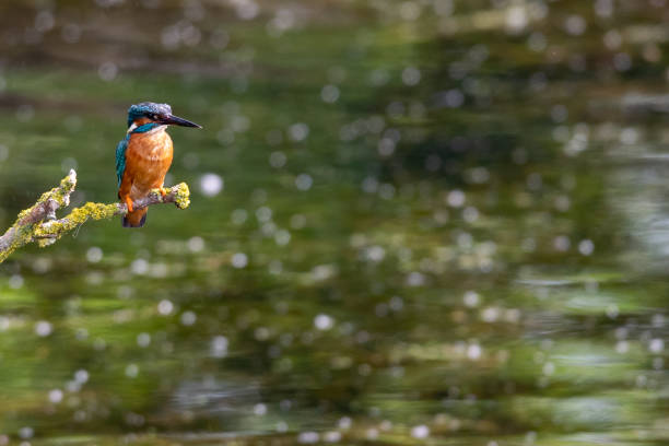 martim-pescador masculino empoleirado em um galho - guarda rios - fotografias e filmes do acervo