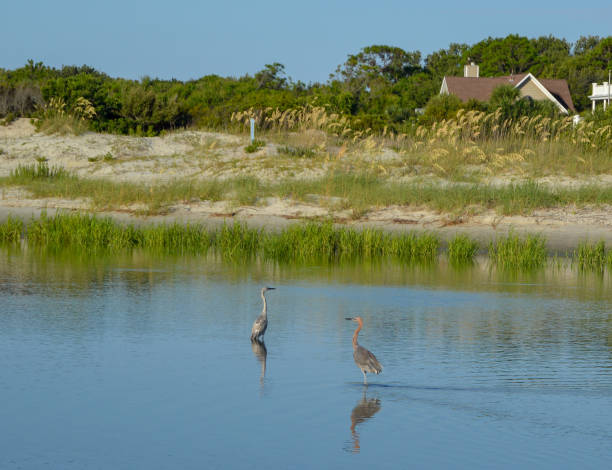 entrada garzas de st. simons island, ga gould - dorothy fotografías e imágenes de stock